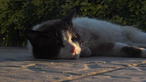 Primer-Plano-De-Un-Lindo-Gato-Durante-La-Puesta-De-Sol