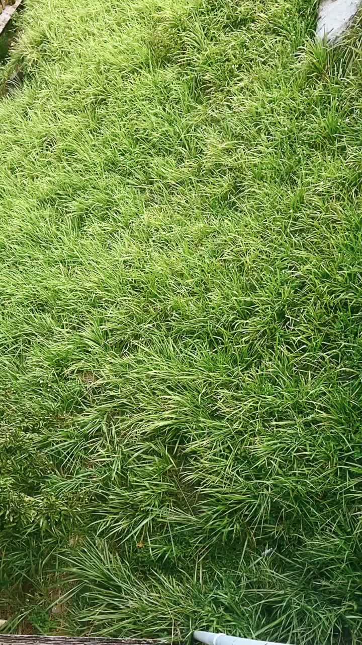 campo de hierba sin cortar