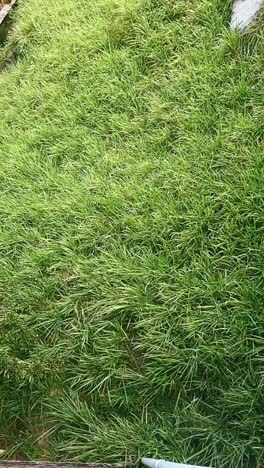 campo de hierba sin cortar