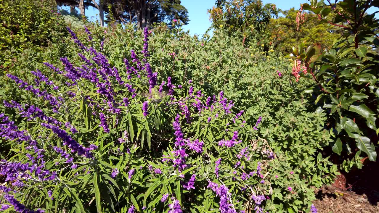 toma amplia y corta de un colibrí verde alimentándose de flores de salvia púrpura en un día soleado en el parque alamo square en san francisco