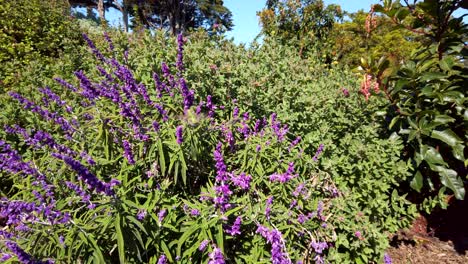 short wide shot of a green hummingbird feeding on purple sage flowers on a sunny day in alamo square park in san francisco