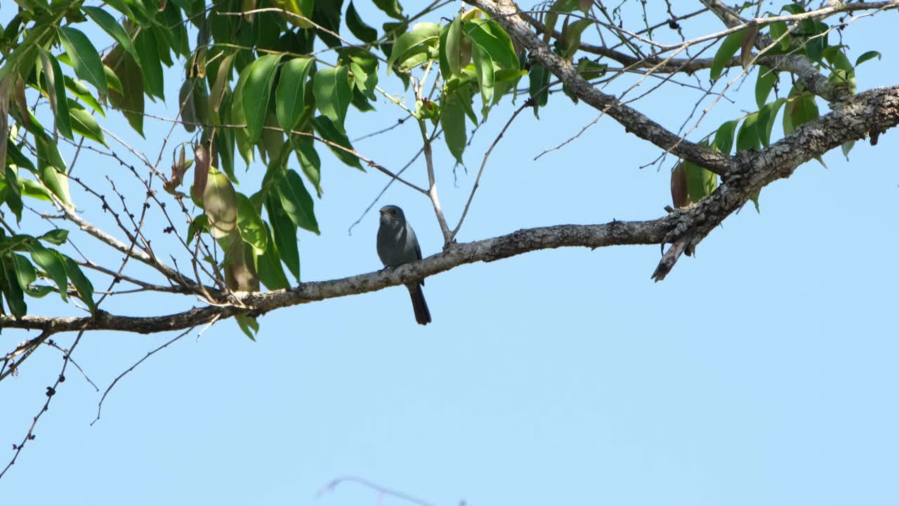 hojas balanceándose en el viento mientras el pájaro está encaramado en una rama, verditer flycatcher, eumyias thalassinus, tailandia