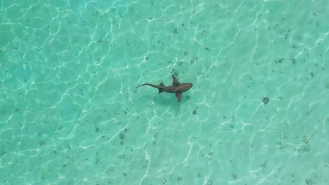 Top-down-aerial-drone-footage-following-a-nurse-shark-as-it-swims-through-shallow-waters-in-the-Maldives