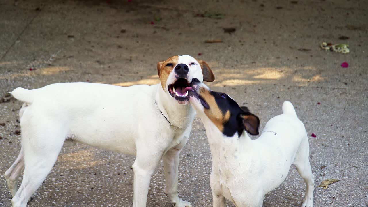 dos lindos perros bodegueros blancos besándose con la lengua en la calle