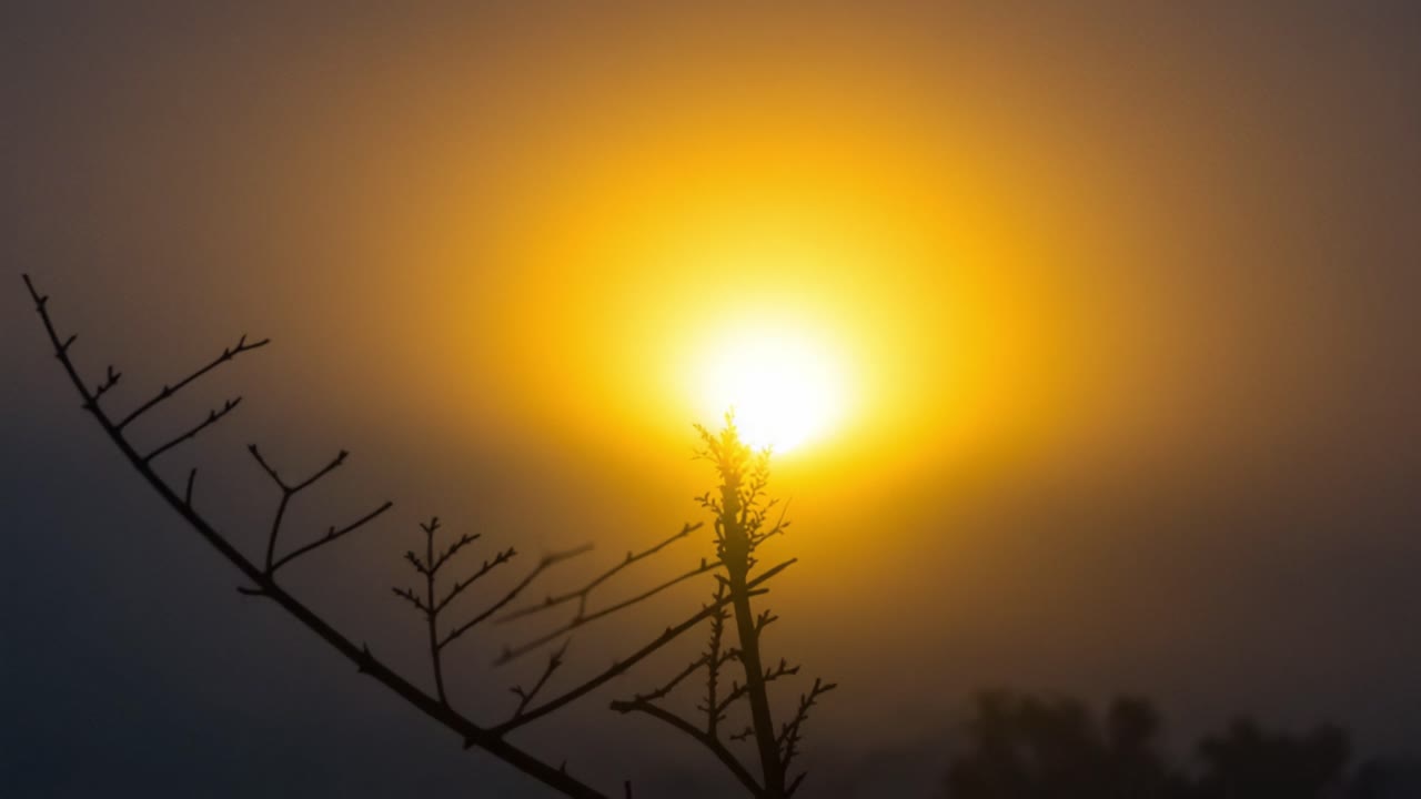 A Captivating Sunrise Illuminated through Wispy Fog with Silhouetted Branches Adding Depth, Showcasing Nature's Serenity and Beauty in Misty Conditions