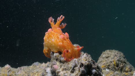 a bright orange nudibranch sea creature sits up high on the ocean substrate while fish move about