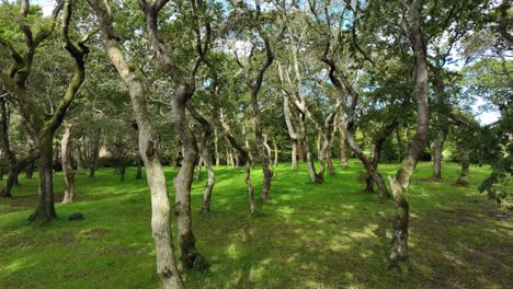 exotic forest with dense woods in fresh green grass in carballeira municipal de baio, spain