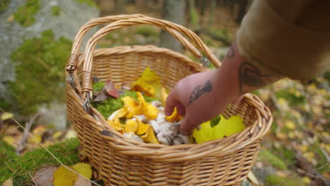 hand picking up mushrooms from a basket in the woods