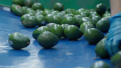 disparo en cámara lenta de la casa de embalaje de aguacate