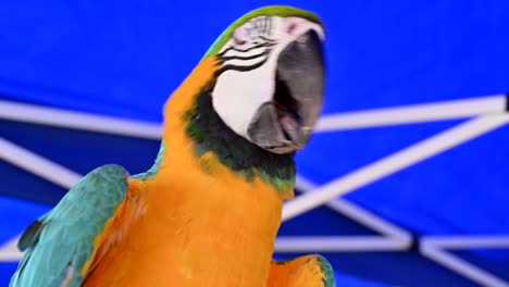 imágenes de 4k: primer plano del loro guacamayo azul y dorado, también conocido como guacamayo azul y amarillo, uno de los loros más famosos del mundo