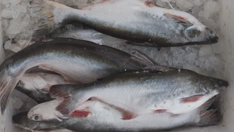 fresh fish kept at snow box at retail shop for sale at day from different angle