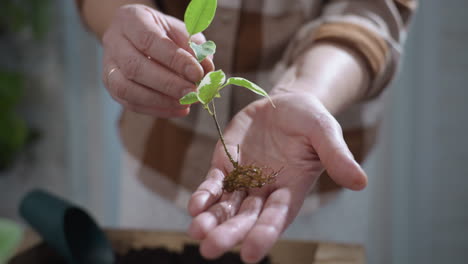 close up of urban gardener's hands gently pulling delicate rooted plant from small glass bottle, showing exposed roots and green leaves above wooden planter with dark soil in soft indoor lighting