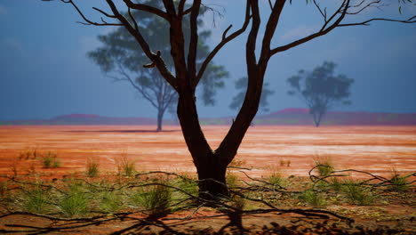 Tres-árboles-De-Acacia-En-Un-Paisaje-Africano