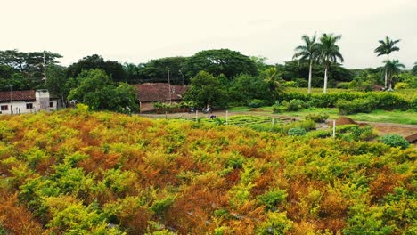 Chili-Pepper-plants-Big-cultivation-in-South-America