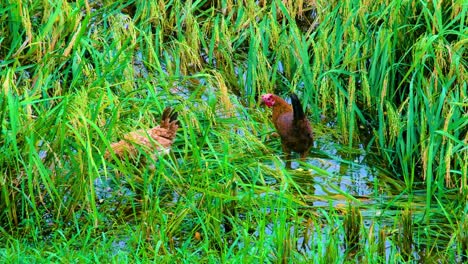 Huhn-Frisst-Reiskorn-Von-Einer-Reispflanze,-Die-In-Hochwasser-Versunken-Ist