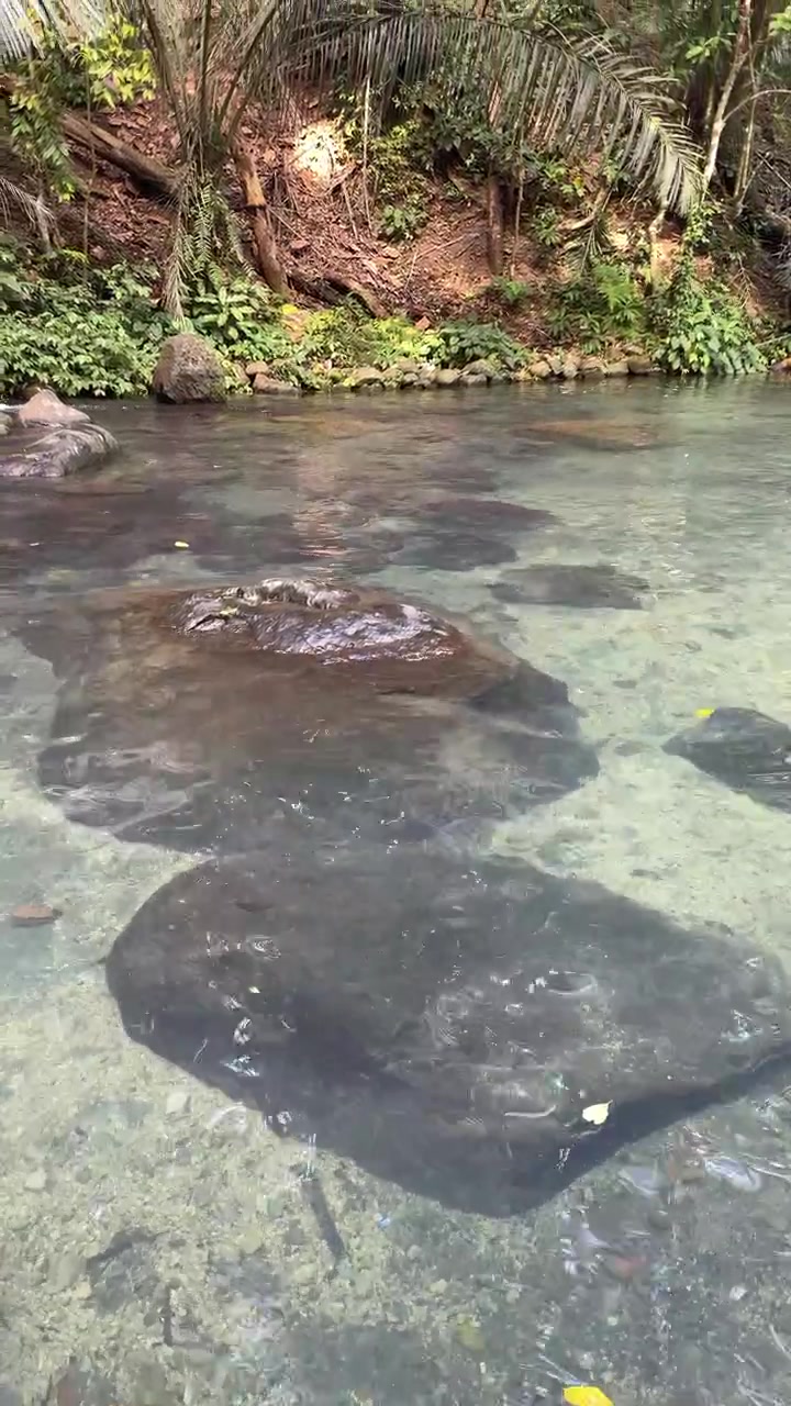 Clear Water Flowing Over Rocks in a Tropical Stream