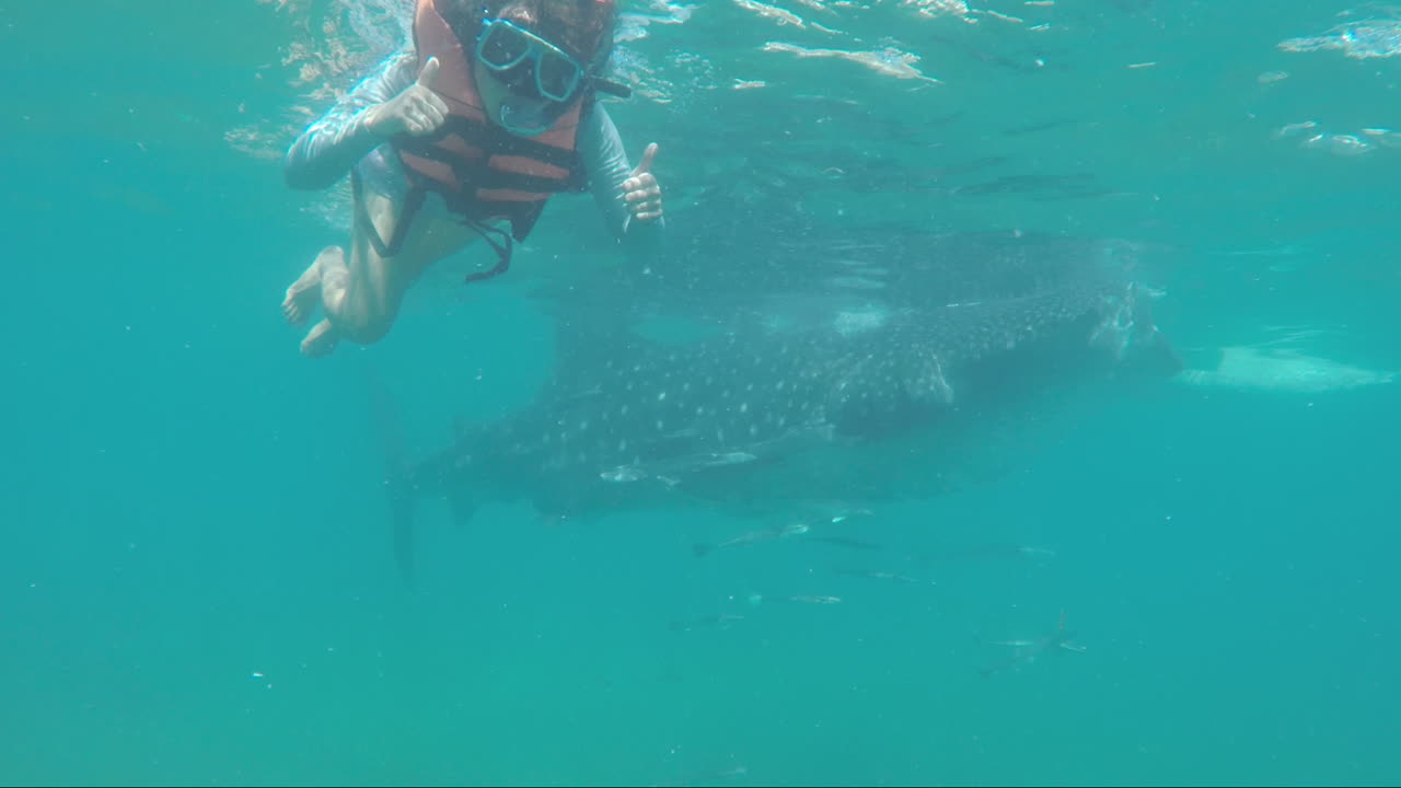 Filipino Women Snorkeling  With Her Two Thumbs Up and a Huge Whale Shark in the Background, Oslob, Philippines