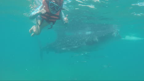 filipino women snorkeling  with her two thumbs up and a huge whale shark in the background, oslob, philippines
