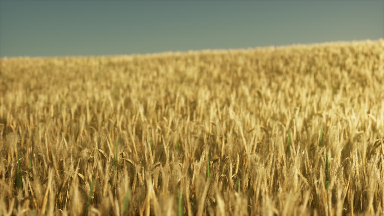 Agricultural wheat field under sunset
