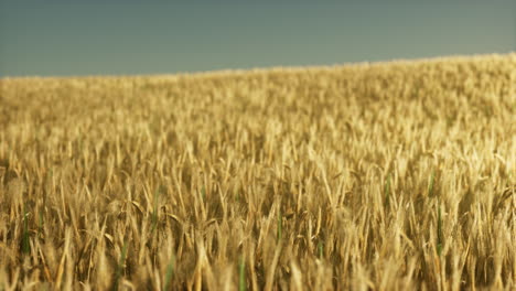 Landwirtschaftliches-Weizenfeld-Unter-Sonnenuntergang