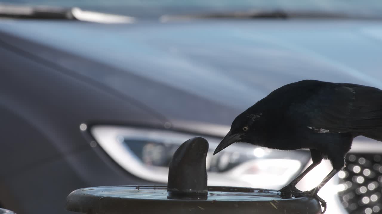 Urban coastal area in Santa Barbara California and Brewer's blackbird drinking water on water fountain