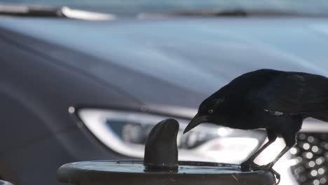 Urban-coastal-area-in-Santa-Barbara-California-and-Brewer's-blackbird-drinking-water-on-water-fountain