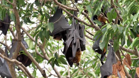 bat perched hanging on a tree in the wild