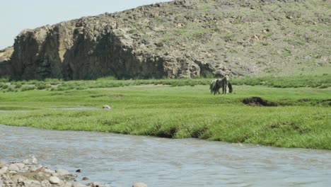 Statische-Aufnahme-Von-Pferden,-Die-An-Einem-Kleinen-Felsigen-Bach-In-Der-Mongolischen-Landschaft-Grasen