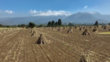 drone video of corn fields in the state of mexico after the harvest, with the iztaccihuatl volcano in the background