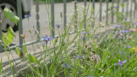 wide shot of a wild growing flower field near a fence