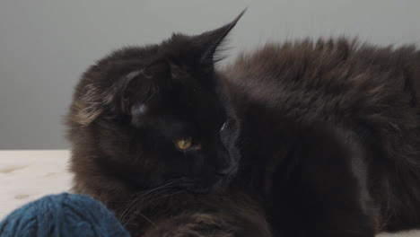 Close-up-shot-of-excited-black-maine-coon-cat-looking-around