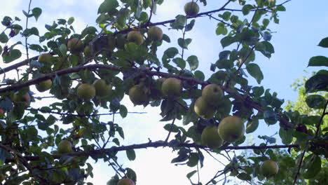 bunch of apples blowing in the wind on an apple tree branch