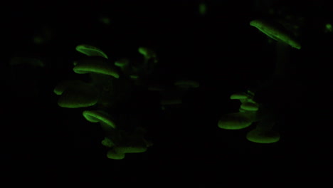 el hongo bioluminiscente panellus stipticus brilla en la noche.