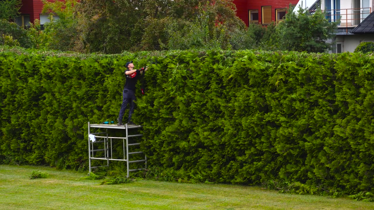 Two professional gardeners collaborating on shaping a tall thuja hedge in a backyard, one using an electric trimmer on scaffolding while the other assists from the ground