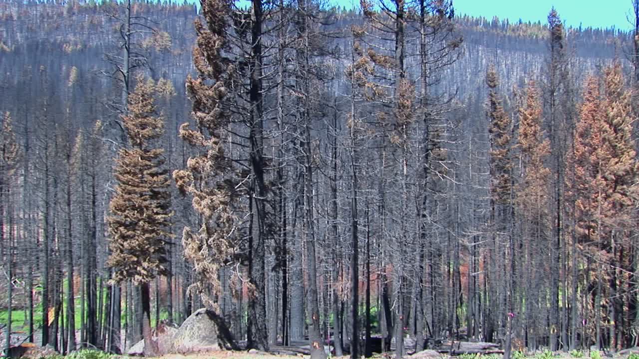 나무가 잘린 불에 탄 숲