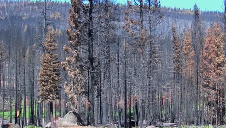 Ein-Feuer-Verbrannter-Wald-Mit-Gefällten-Bäumen-Trees