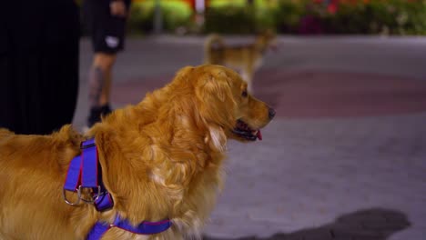 golden retriever dog looking for someone to play with in the park