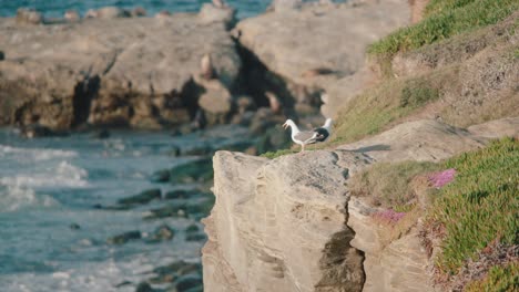 Möwenvögel,-Die-Auf-Klippen-Am-Strand-Herumlaufen