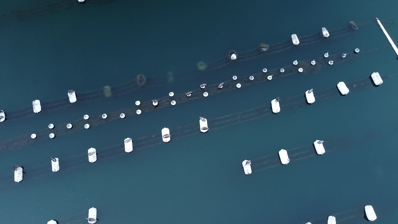 칼즈배드 석호 굴 양식장 드론 뷰