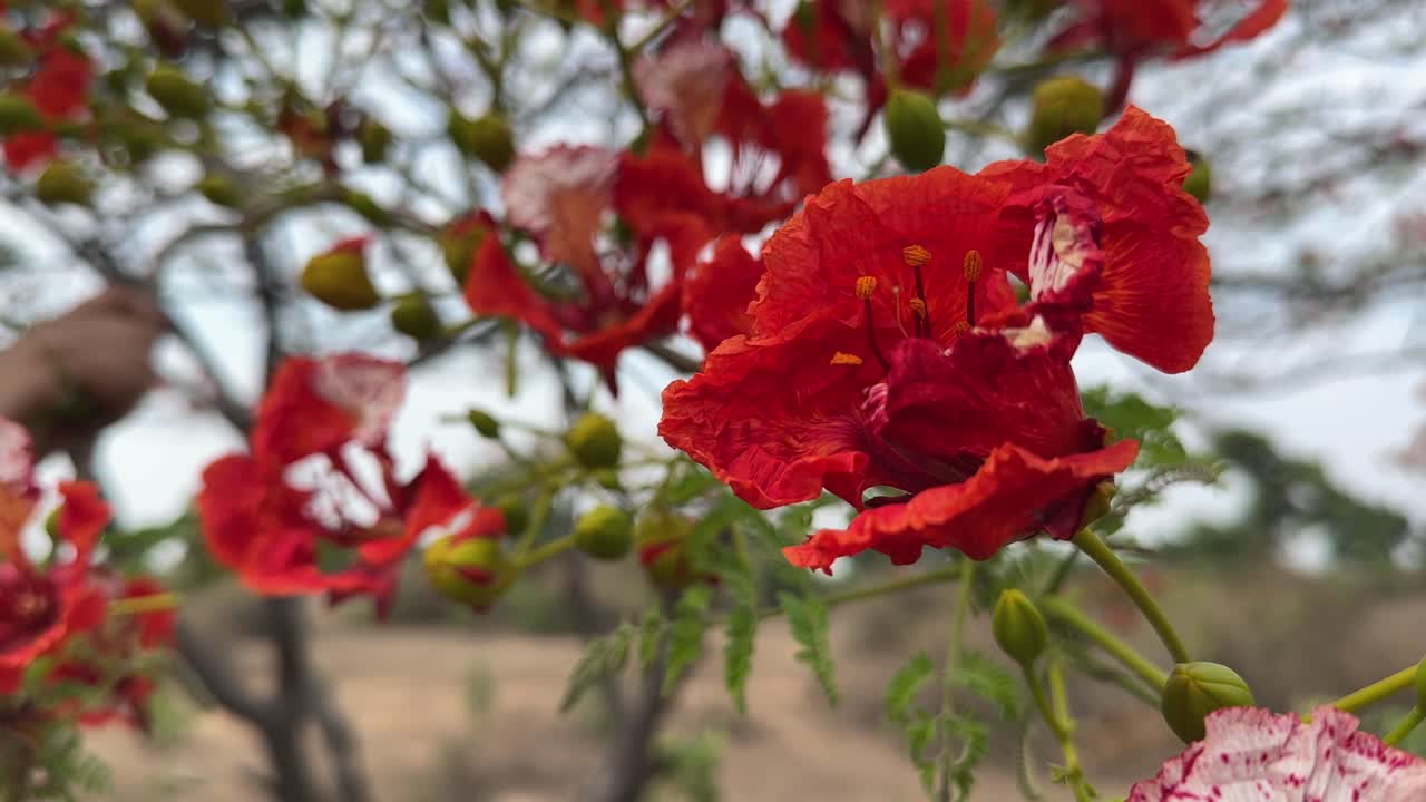 A closeup shot of a vibrant Gulmohar (Delonix regia) flower blooming in a jungle