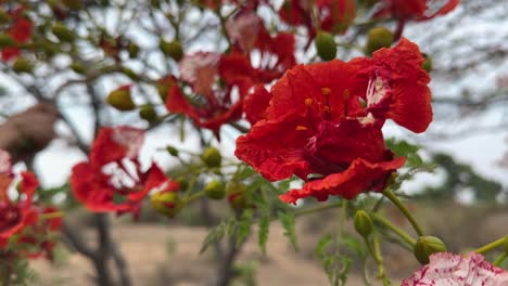 a closeup shot of a vibrant gulmohar (delonix regia) flower blooming in a jungle