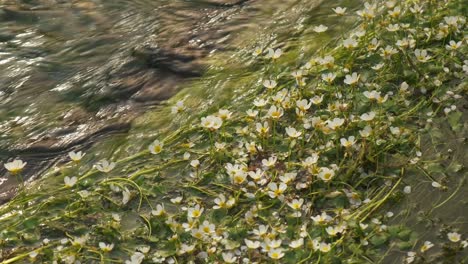 crow-foot river plants moving on a flowing mountain river water in slow motion 4k