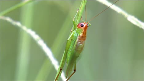 los primeros planos muestran un saltamontes y un escarabajo atravesando la naturaleza