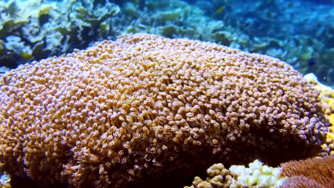 Bellissimi polipi di corallo molle che ondeggiano con la corrente marina su un vibrante ecosistema di barriera corallina.