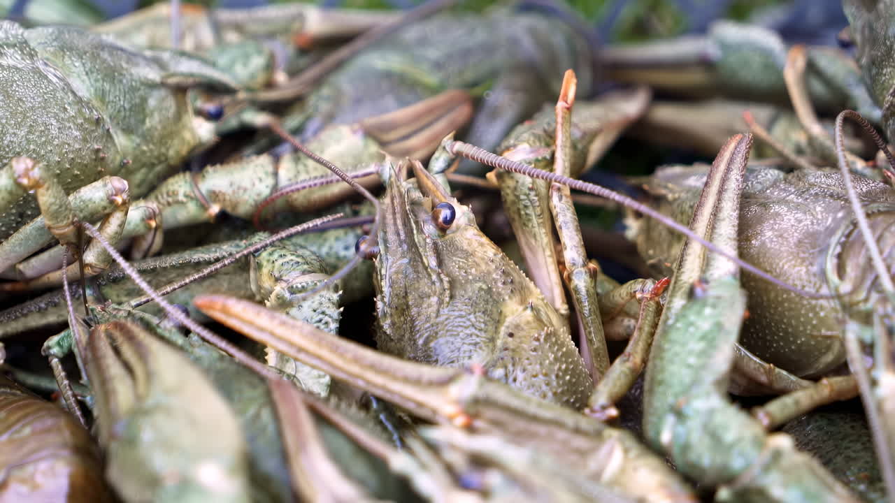 Alive crayfish in box. Moving fresh small lobster