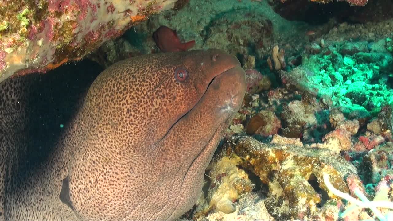 anguila morena gigante de cerca en el mar rojo