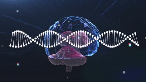 Animación-De-Una-Cadena-De-ADN-Girando-Sobre-El-Cerebro-Humano.