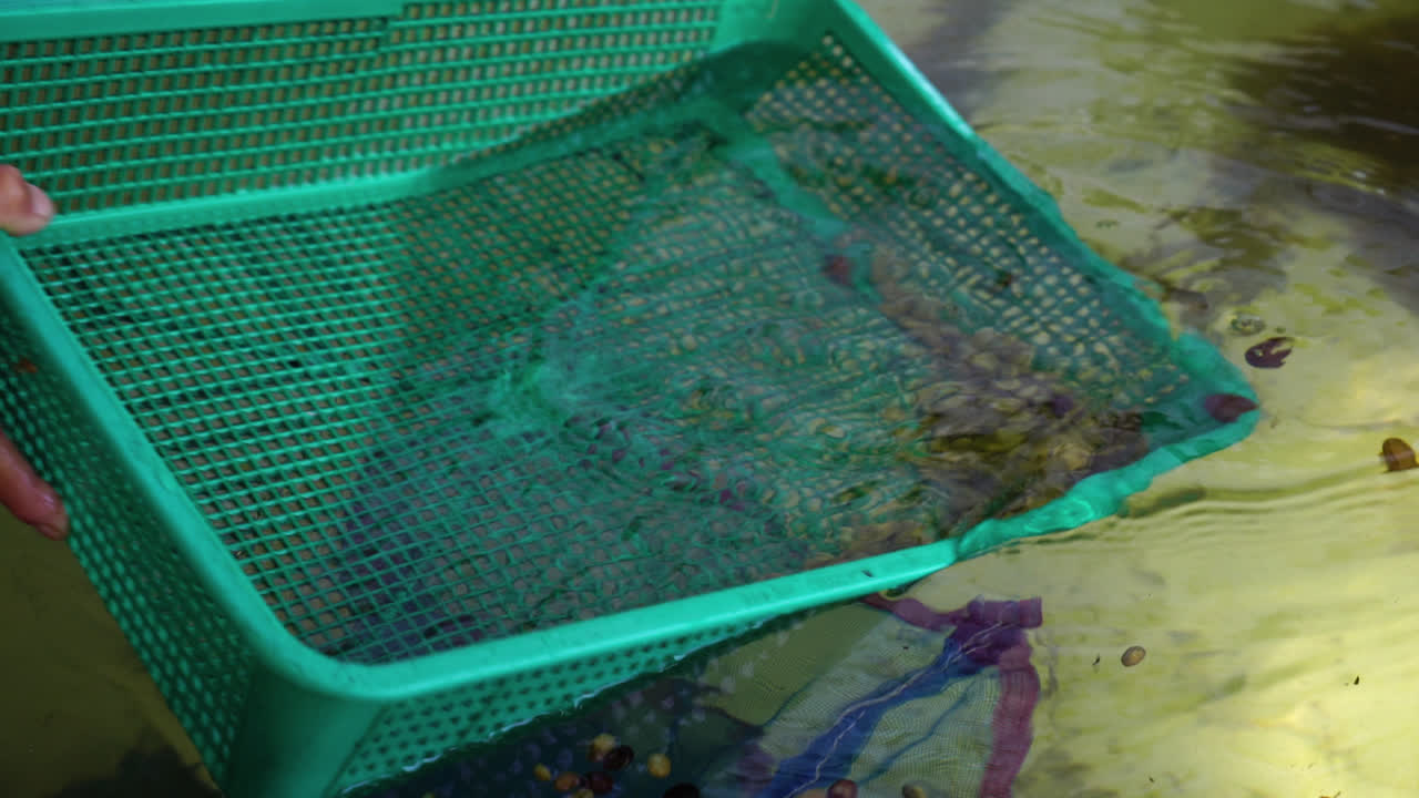 커피를 만들기 위한 커피 원두 세척 또는 세척