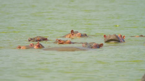 hippos with their eyes just above water watching for predators in deep lake water