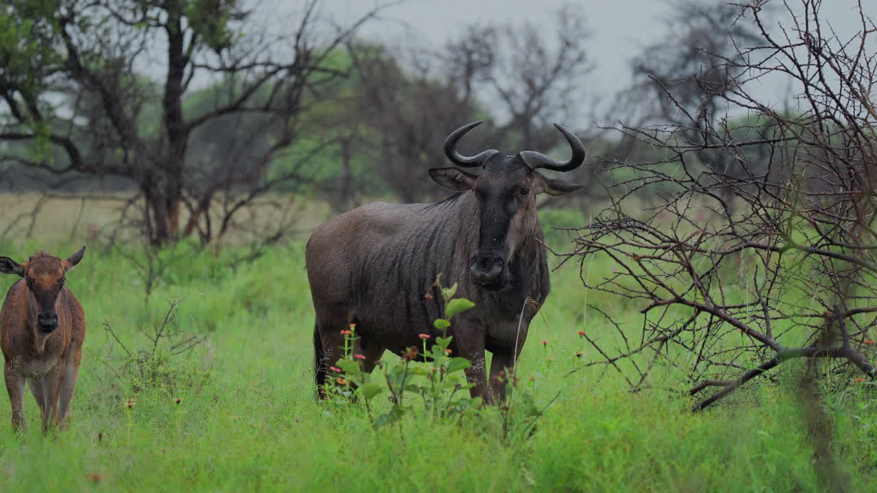 Wildebeest and Calf in African Savanna